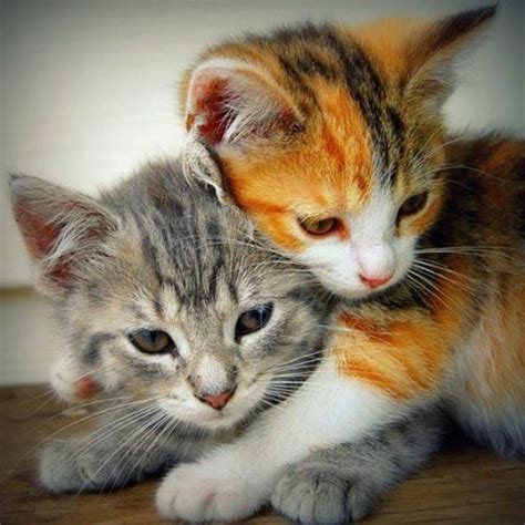 Kitten Cuddling Kitten Cute Cats And Kittens Pinterest