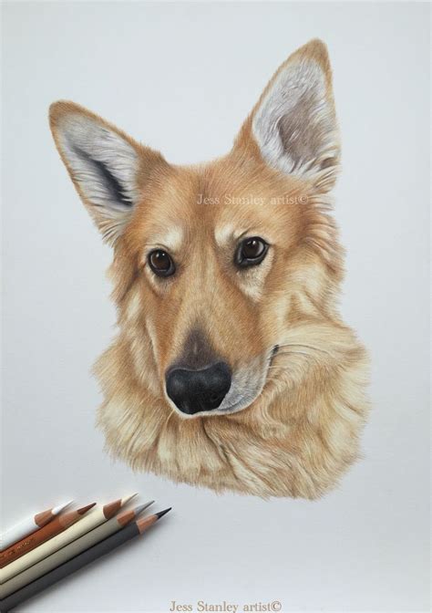 How To Draw A German Shepherd In Colored Pencil Dog Portrait Drawing