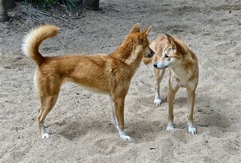 Dingo 11 Choses à Savoir Sur Les Dingos En Australie