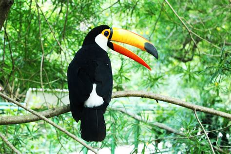 1776, borrowed from hindi जंगल / urdu جنگل‎ (jaṅgal), from sanskrit जङ्गल (jaṅgala, arid, sterile, desert). Fascinating & Beautiful Jungle Birds You Have To See!