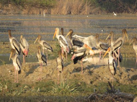 Explore Indialand Visiting Keoladeo National Park Unesco World Heritage Site In Bharatpur