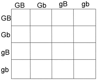 What are the phenotypic ratios of the offspring? Dihybrid cross worksheet answers rabbits