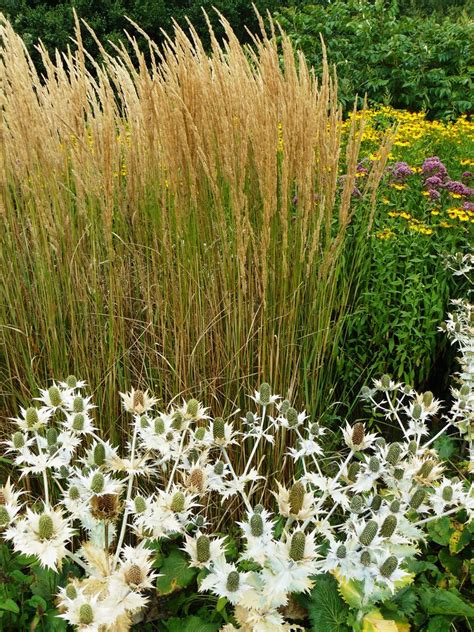 Calamagrostis X Acutiflora Karl Foerster Eryngium Giganteum