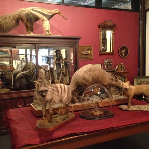 The Ministry Of Curiosity Taxidermy At The Morbid Anatomy Museum