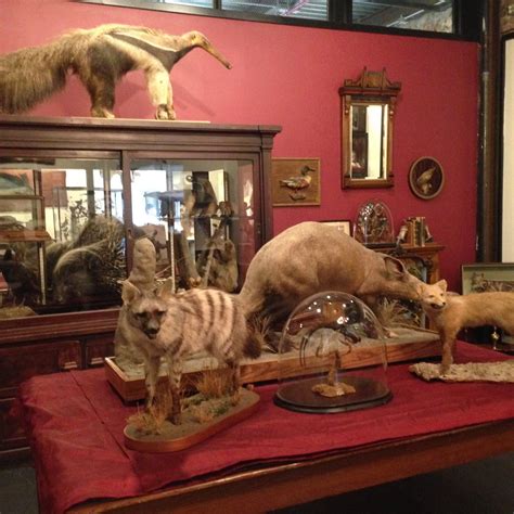 The Ministry of Curiosity: Taxidermy at the Morbid Anatomy Museum