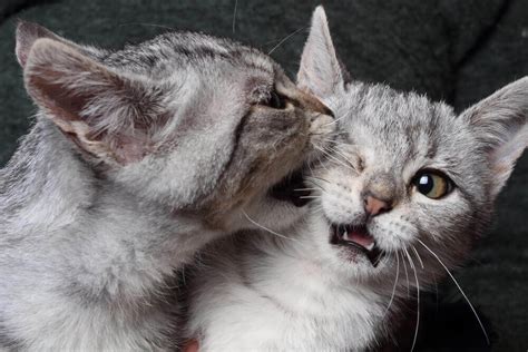 How To Tell If Your Cats Are Playing Or Fighting