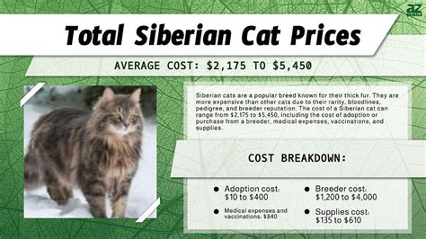 Siberian Cat Prices In 2023 Purchase Cost Vet Bills And Other Costs