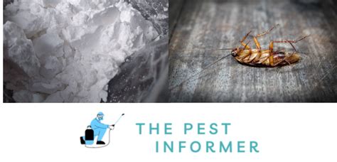 The Power Of Boric Acid For Roaches We Tested Using Boric Acid For