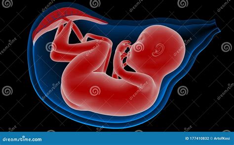 Human Fetus Baby In Womb Anatomy 3d Rendering Stock Illustration