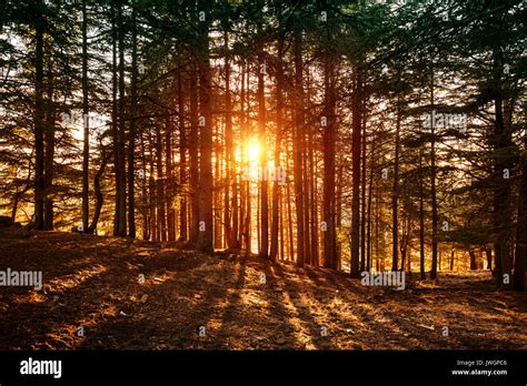 Beautiful Forest Landscape Bright Sunlight Makes Its Way Through The