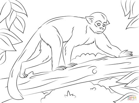 Squirrel Monkey on A Tree coloring page Free Printable Coloring Pages