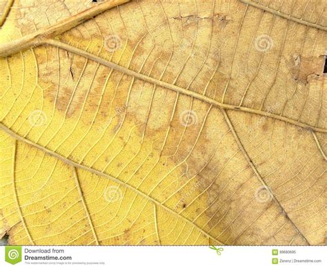 Line Detail On Dry Teak Leaf Stock Image Image Of Asymmetry Branch