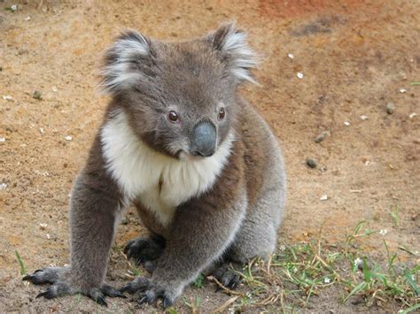 Koalas Bellow Out Their Size During Mating Season Live Science