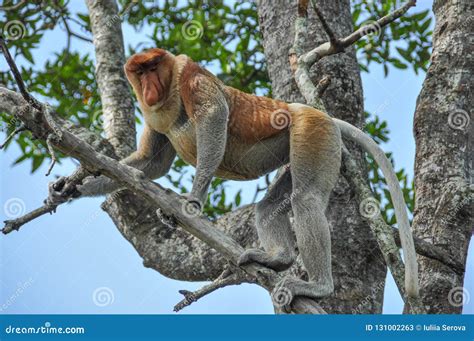 Proboscis Monkey On Borneo Stock Image Image Of Monkey 131002263