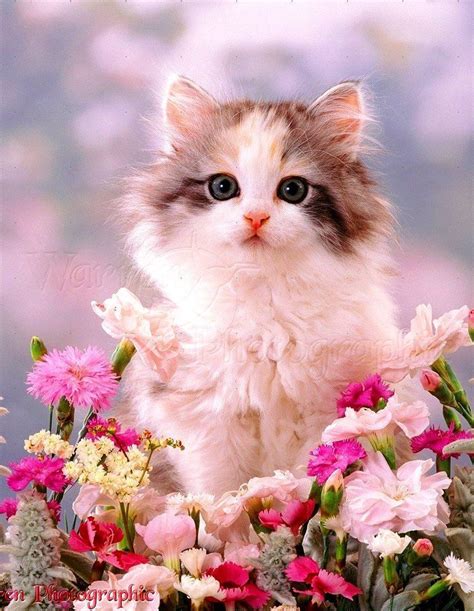 A Cat Sitting On Top Of A Bunch Of Flowers Next To Pink And White Flowers