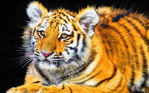 Tiger Cub Wallpapers In  Format For Free Download