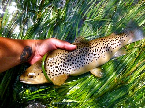 Fly fishing in Bryson City, NC | Hookers Fly Shop and Guide Service