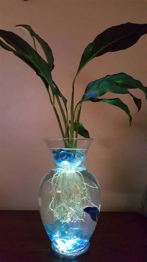 In this article will explain how to if you forget to water or are away for the weekend and your plant starts to flop over, don't worry they are fairly forgiving. Such a beautiful way to keep your beta! Live Peace Lily ...