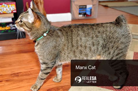 Manx Cat Full Breed Profile Origin Personality Traits And Facts