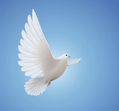 Christianity Symbols Dove