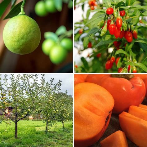 The Easiest Fruit Trees To Grow Indoors And Outdoors Gardensall