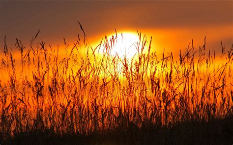 Dry Grass Red Sky Sunset Hd Wallpaper With Warm Colors