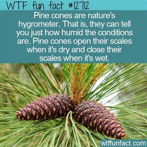 Wtf Fun Fact 12712 Pine Cone Hygrometers Wtf Fun Facts Fun Facts