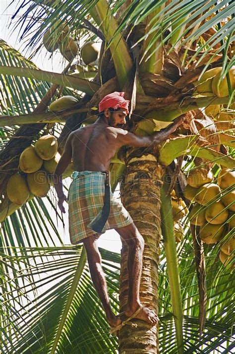 INTRODUCING COCONUT TREE CLIMBING MACHINE SOLOMON ISLANDS