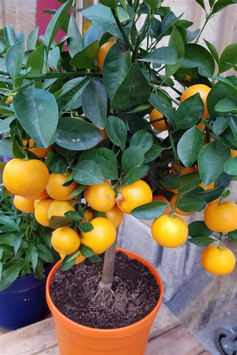 Learn To Grow And Care For Indoor Orange Trees