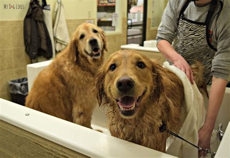This is truly a back saver! How to Bathe a Dog - A Step by Step Guide