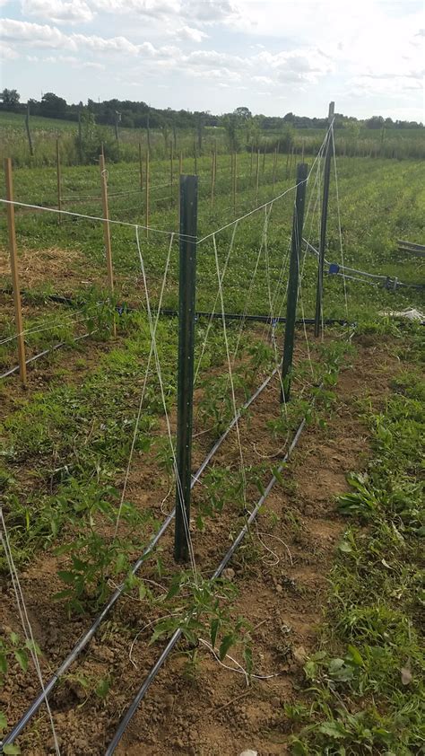 Staking And Trellising Tomatoes Lafarm The Lafayette College
