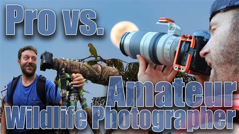 Amateur Vs Professional Wildlife Photographer Youtube