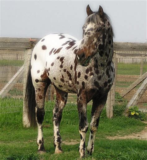 horse breeds appaloosa sport horse horse breeds