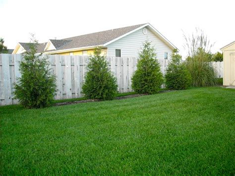 How far apart do you plant them? A Kansas Prairie Garden: In praise of Thuja Green Giants