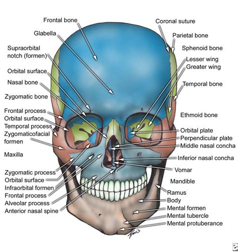 Facial Bone Anatomy Overview Mandible Maxilla Dental Anatomy