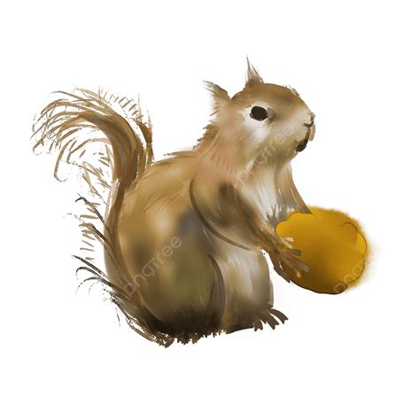 Squirrel White Transparent Squirrel Hand Drawn Squirrel Cartoon