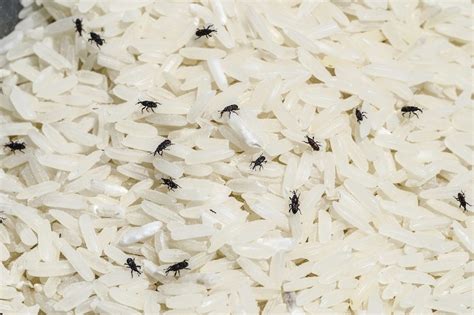 Rice Weevil Control And Treatments For The Home And Kitchen