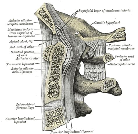 Atlanto Occipital Joint Wikimsk