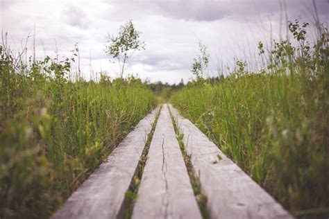 Free Images Landscape Nature Path Track Road Field Meadow