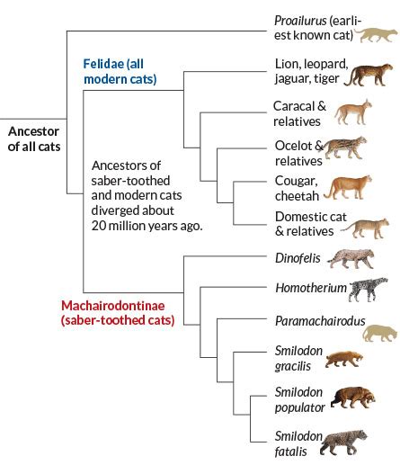 Tiger Evolution Chart