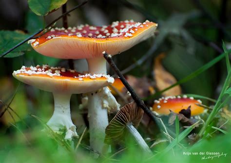 9 Tips For Photographing Mushrooms Krijn Van Der Giessen Photography