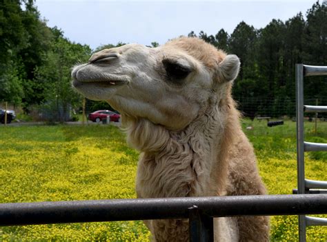 Funny Farm Petting Zoo Expands In Berlin With Alpacas Camels And Yes