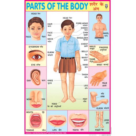 Parts Of The Body Chart Size 50 X 75 Cms