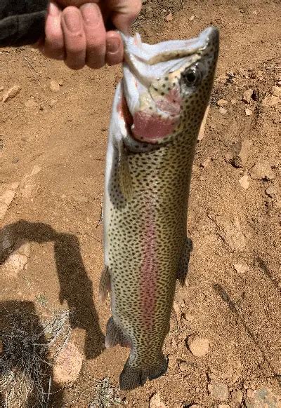 Best Bait For Rainbow Trout Fishing Fanatiks