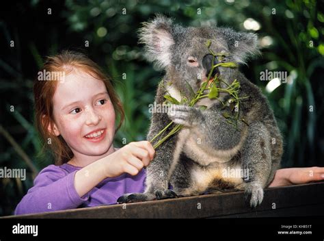 Girl Feeding Koala Bear Hi Res Stock Photography And Images Alamy
