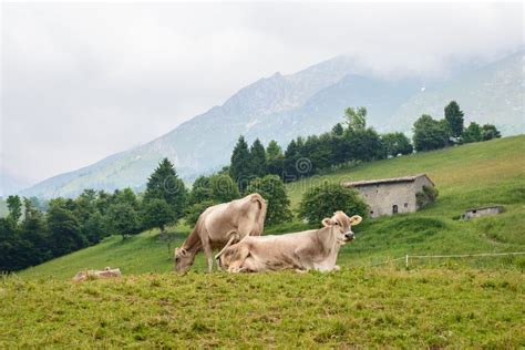 Cows Grazing In The Mountain Stock Photo Image Of Herd Beef 55481632