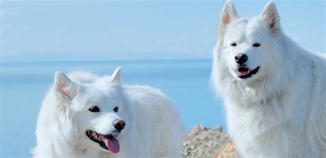 Beyaz Köpek Cinsleri ve Özellikleri - KöpekBilgi
