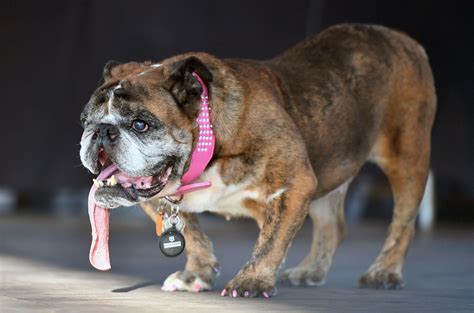 English Bulldog Wins 2018 Worlds Ugliest Dog Competition Teen Vogue