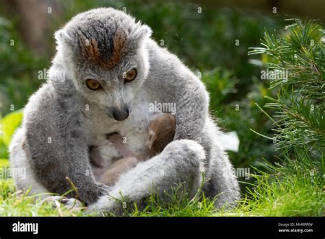 Baby Animals At Bristol Zoo Gardens Hi Res Stock Photography And Images