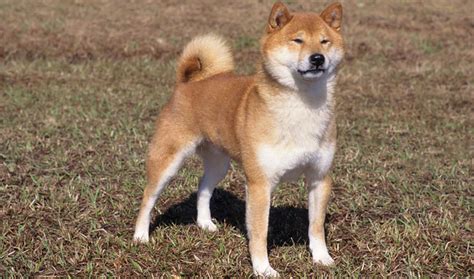 Collection of all the general dog breed info about shiba inu so you can get to know the breed more. Shiba Inu Dog Breed Information